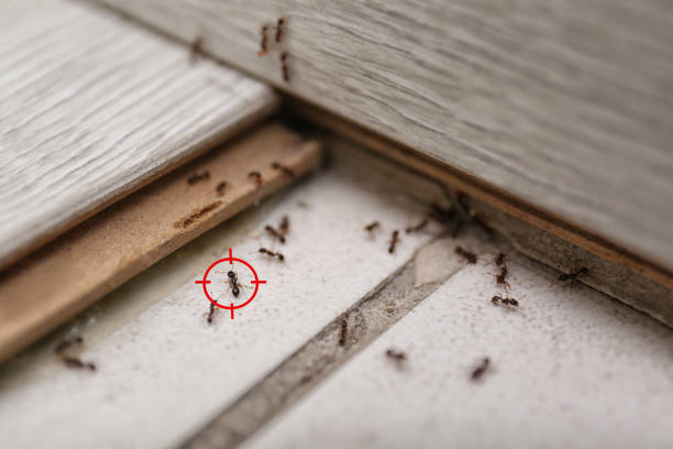 Best Rat Extermination Near Me  in Calverton, NY