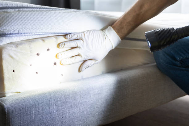 Professional Pest Control in Calverton, NY