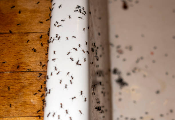 Best Wasp Removal Services  in Calverton, NY