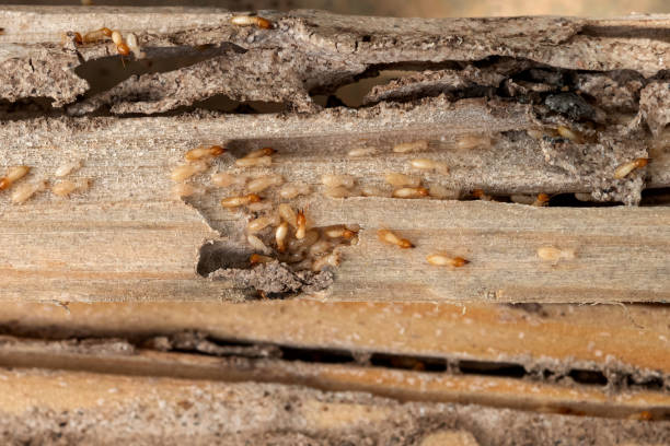 Best Local Pest Control Services  in Calverton, NY