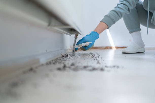 Best Flea Control Services  in Calverton, NY